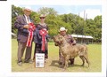 In Memorian - Fila Brasileiro Tigrado - Canil Singular - Motivador